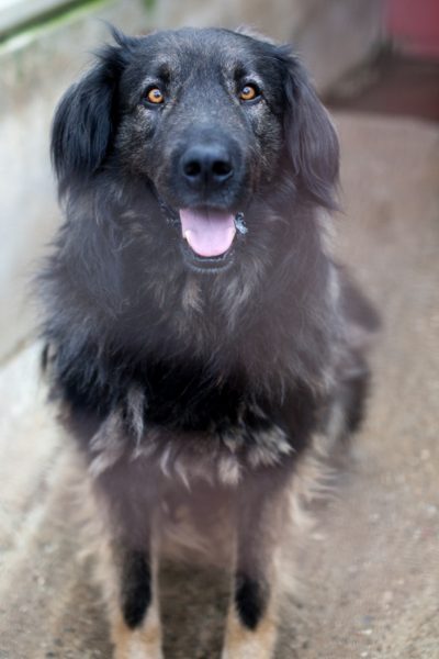 Archie sitzt im Zwinger