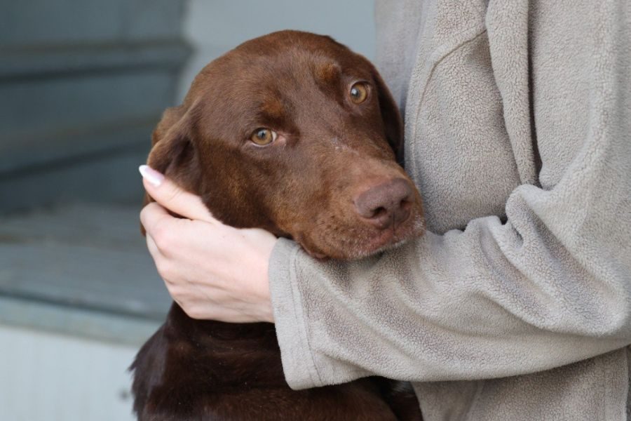 Asuka-aus-Rumänien-Hunderettung-Europa