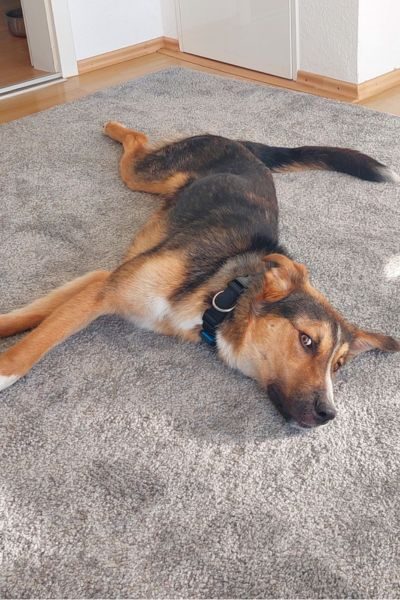 Ein dreifarbiger Hund liegt ausgestreckt auf einem Teppich.
