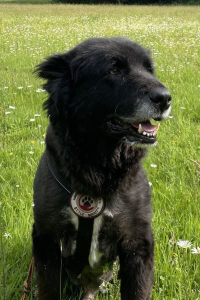 Schwarzer Hund sitzt auf einer hellgrünen Wiese und schaut verspielt und freudig.