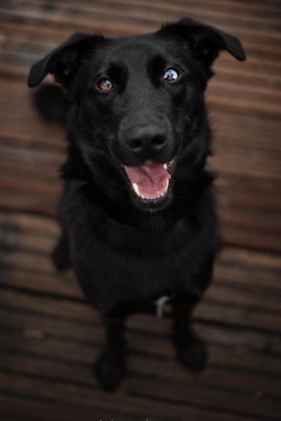 Beitragsfoto - Elurin