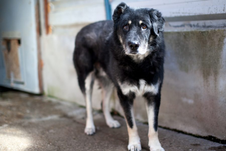 Senior Tierschutzhund Bruno schaut freundlich in die Kamera und wartet schon seit Jahren darauf adoptiert zu werden