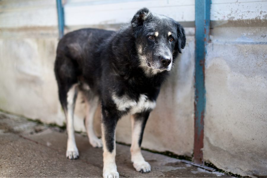 Senior Tierschutzhund Bruno schaut freundlich in die Kamera und wartet schon seit Jahren darauf adoptiert zu werden