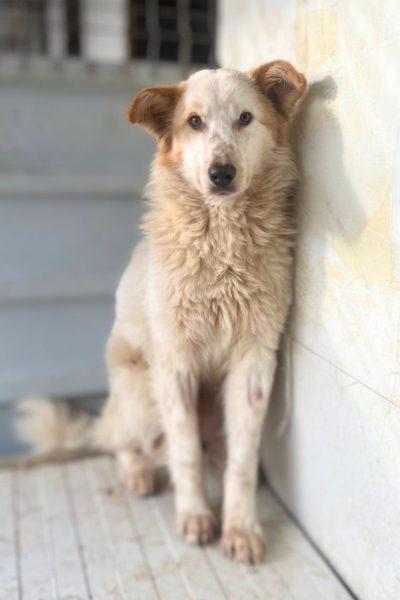 Weißer Hund mit hellbraunen Ohren sitzt an einer Wand und schaut in die Kamera