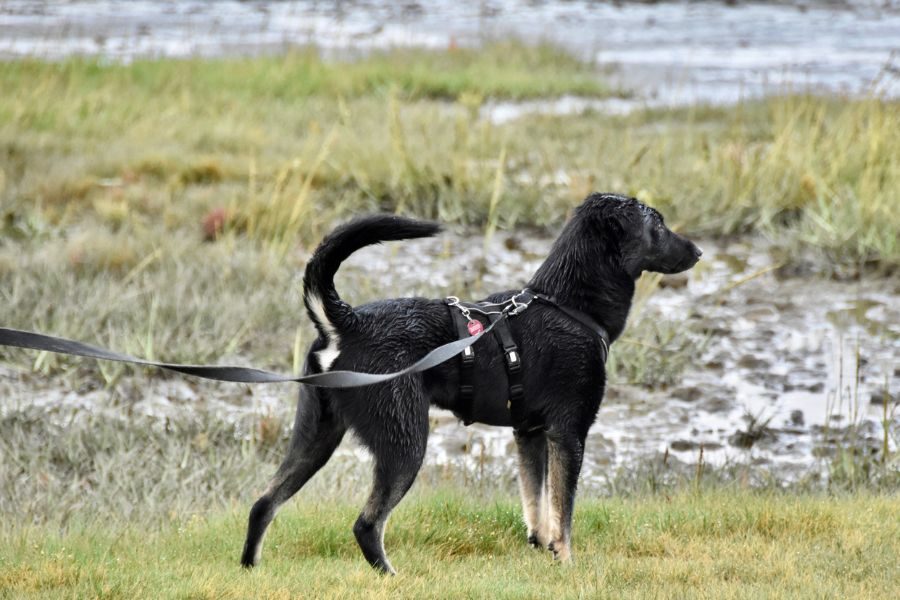 Cooper am Strand schaut in die Ferne