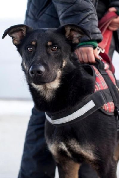 Schwarzer Hund mit Geschirr