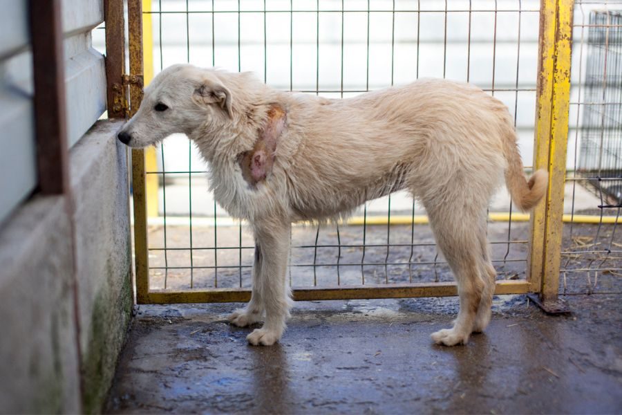 Ein seitliches Bild von Nanuk, auf der man ihre große Bisswunde sieht