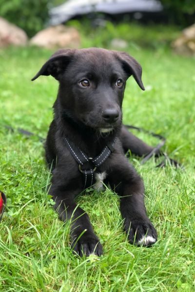 Flecht-hat-ein-Zuhause-gefunden-Hunderettung-Europa