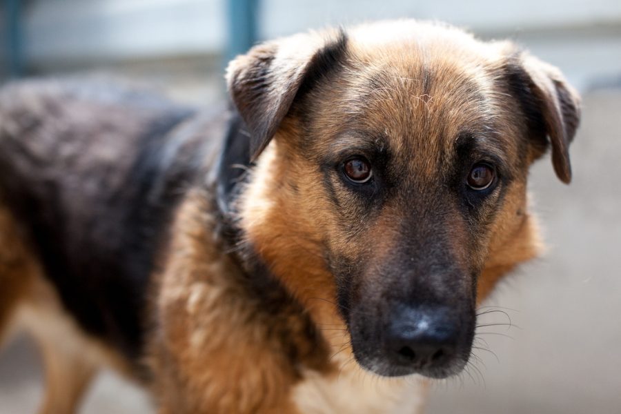 Flenni-sucht-ein-Zuhause-Hunderettung-Europa