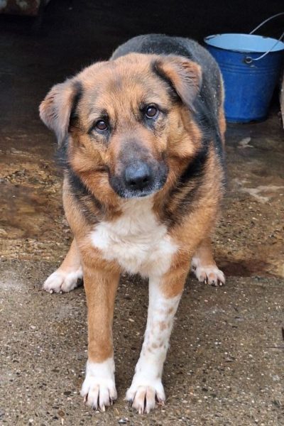 Flenni-sucht-ein-Zuhause-Hunderettung-Europa