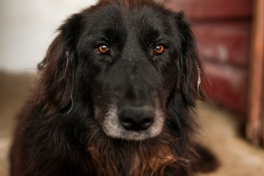 Floofer schaut in die Kamera