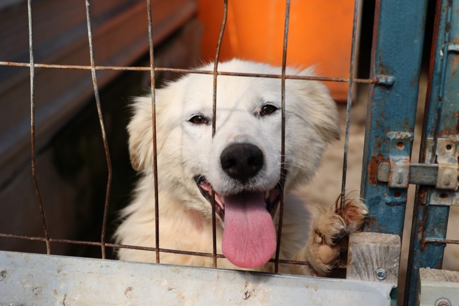 Frankie-Hündin-Rumänien-Tierheim-Hunderettung-Europa1
