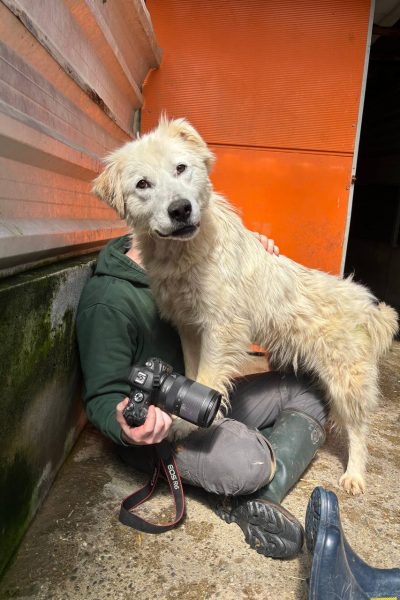 Frankie-Hündin-Rumänien-Tierheim-Hunderettung-Europa2