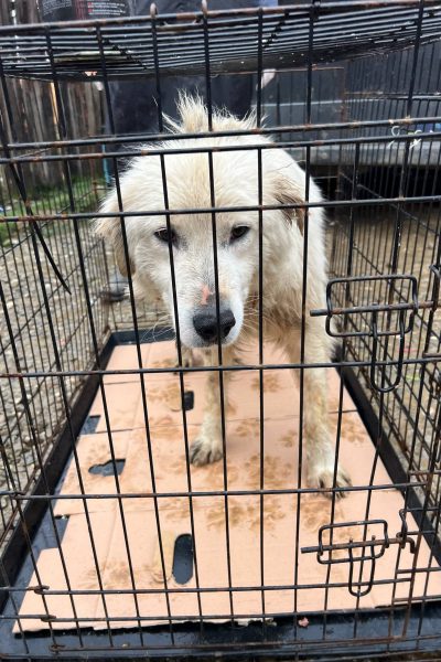 Frankie-Hündin-Strassenhund-Rumänien-Hunderettung-Europa