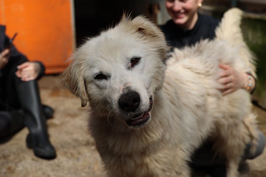 Weißer Hund schaut in Kamera