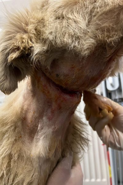 Frankie-Wunde-Notfall-medizinisch-Hunderettung-Europa