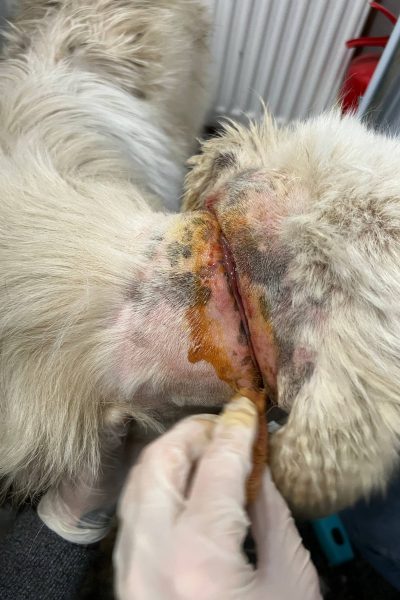 Frankie-Wunde-medizinischer-Notfall-Hunderettung-Europa