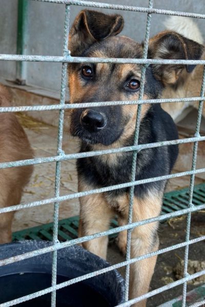 Brauner Hund schaut hinter Gitterstäben hervor