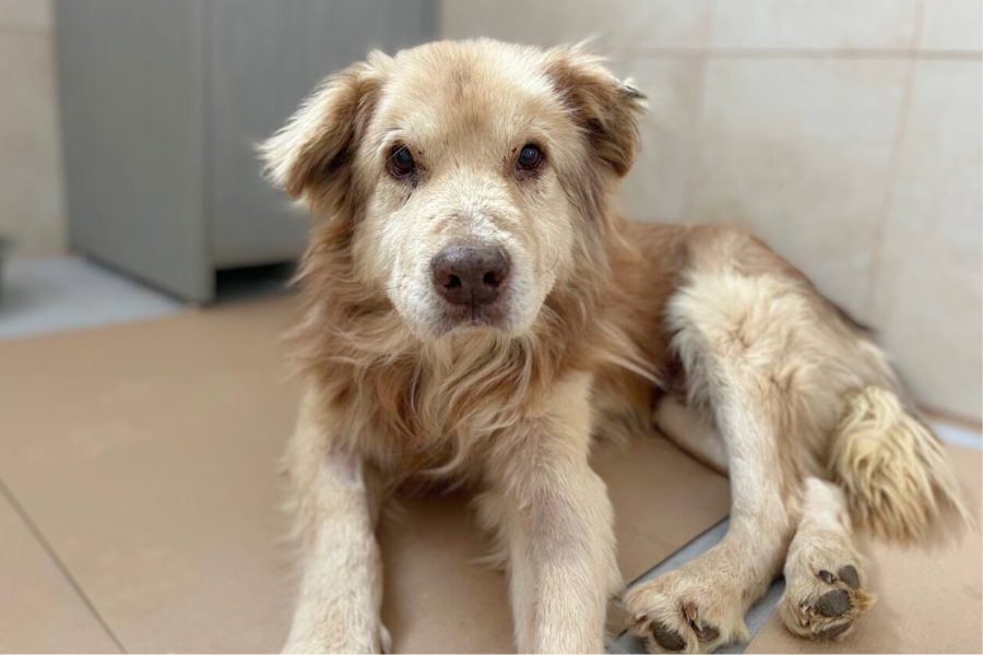 Heller Hund liegt in einem Zimmer und schaut in die Kamera