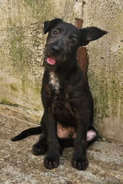 Schwarzer Welpe Grover sitzt im Tierheim und schaut mit schief gelegtem Kopf in die Kamera.