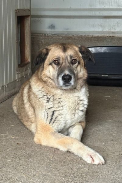 Annika hat die Vorderpfoten übereinandergelegt und schaut in die Kamera