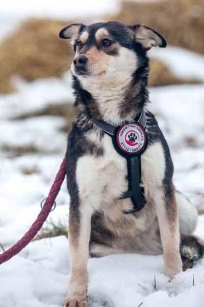 Hündin sitzt im Schnee und schaut in die Kamera