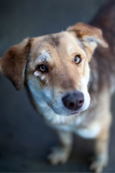 Hündin-Chleo-braucht-eine-Familie-Hunderettung-Europa