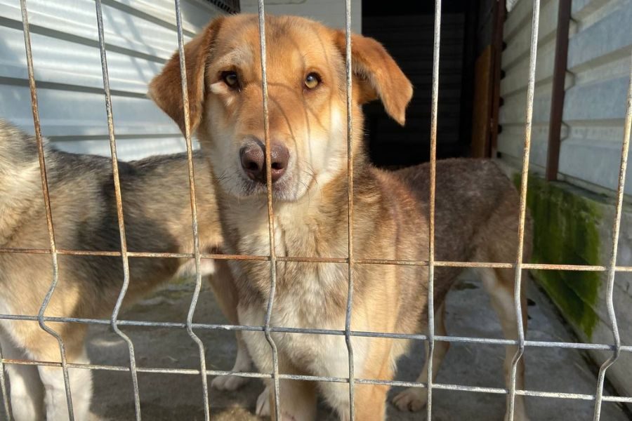 Hund steht in seinem Zwinger und sieht in die Kamera