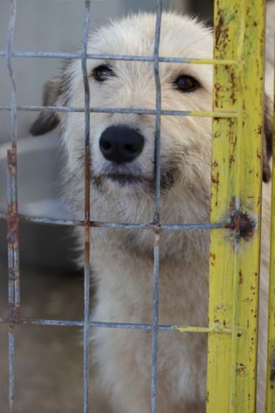 Feta schaut durch das Gitter