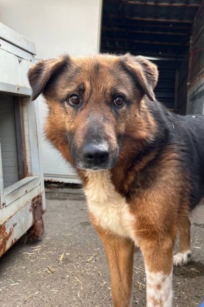 Hund sieht in die Kamera