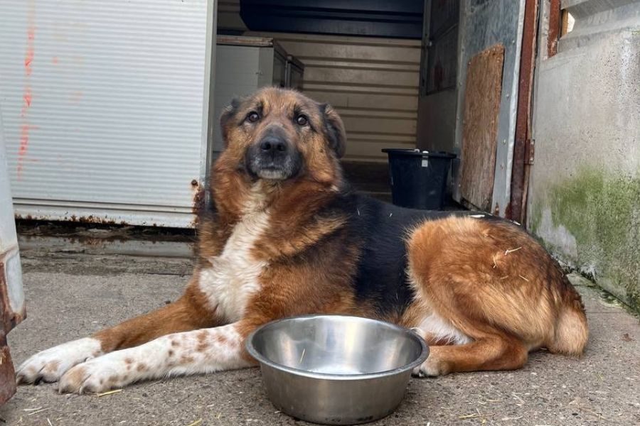 Hund sieht freundlich in die Kamera
