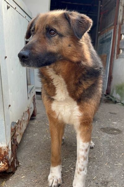 Hund steht in seinem Zwinger