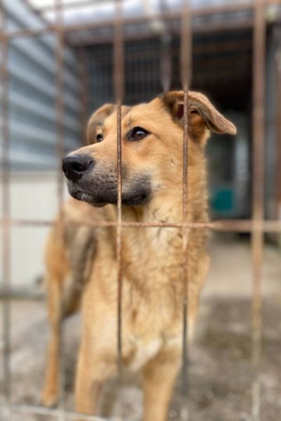 Hündin-Goldie-will-ein-Zuhause-Hunderettung-Europa