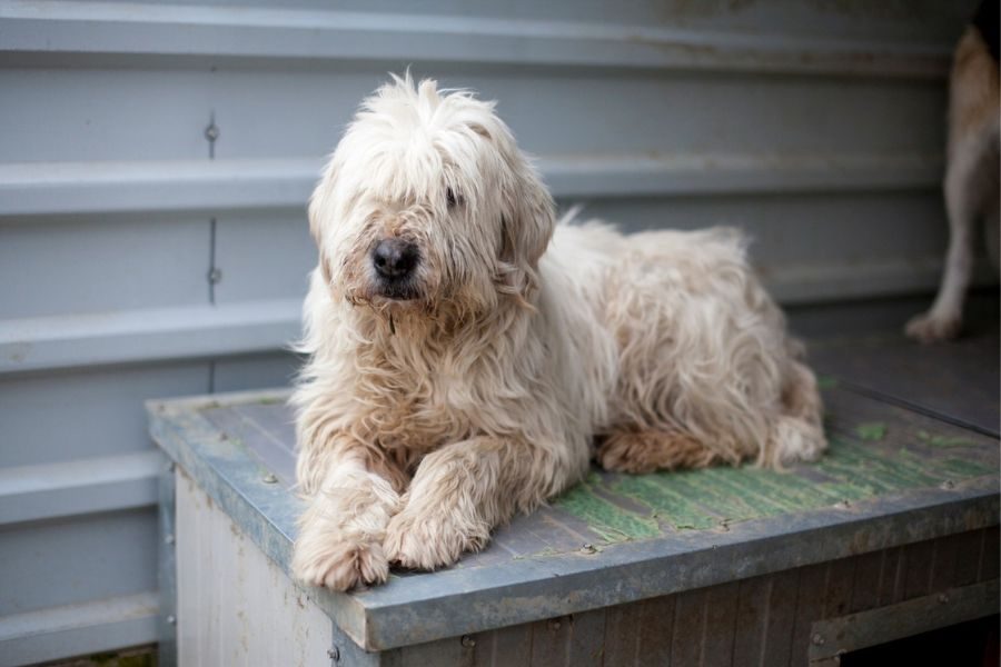 Hund sitzt auf der Hundehütte und schaut in die Kamera