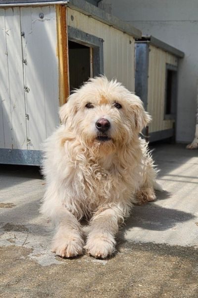 Kalea liegt im Zwinger und schaut in die Kamera