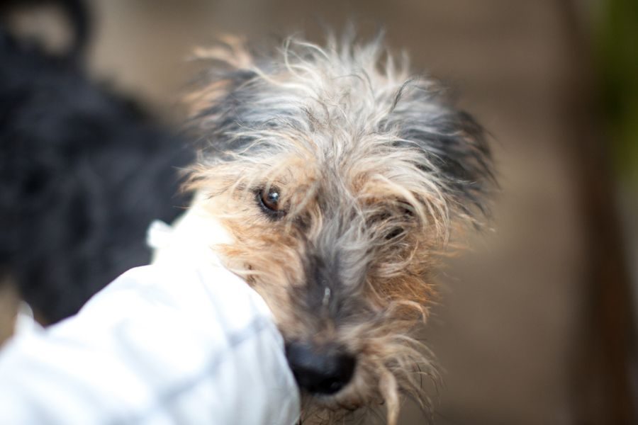 Hund kuschelt sich an die Hand einer Pflegerin