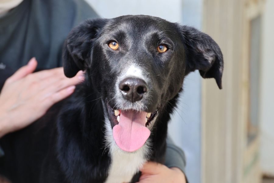 Hündin sieht freundlich in die Kamera