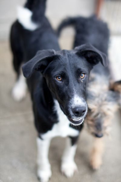 Hündin sieht in die Kamera