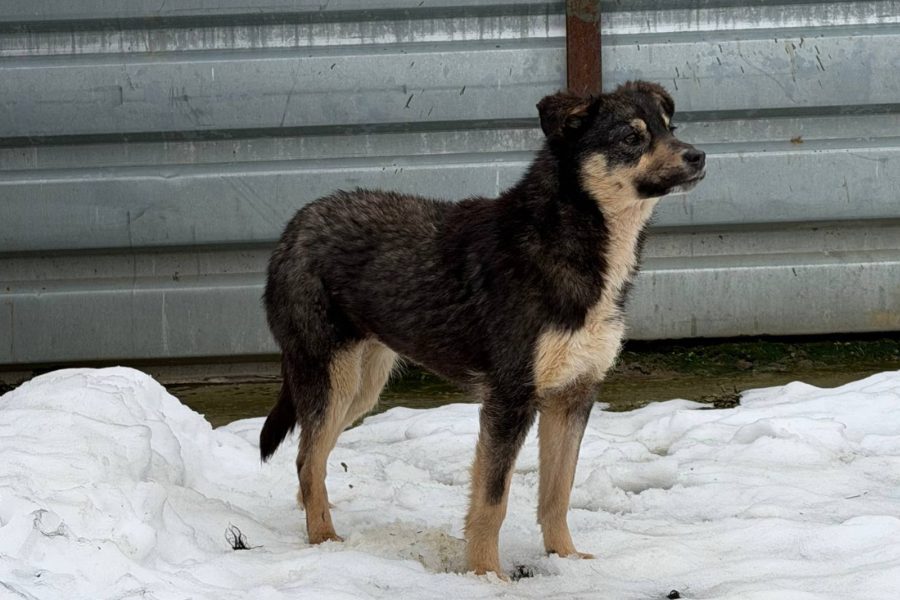 Hund mit schwarz-braunem Fell befindet sich im Schnee und schaut in die Ferne.