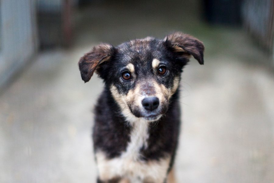 Hund mit schwarz-braunem Fell schaut in die Kamera.