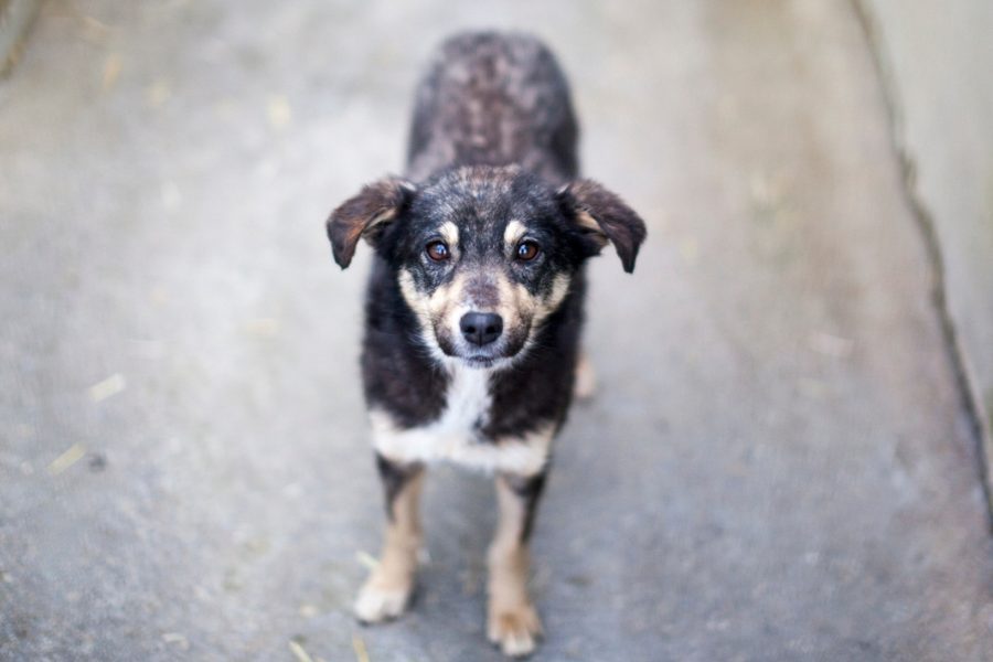 Hund mit schwarz-braunem Fell schaut in die Kamera.