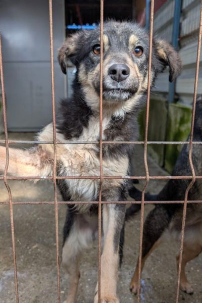 Hund mit schwarz-braunem Fell befindet sich hinter Gittern und schaut in die Kamera.
