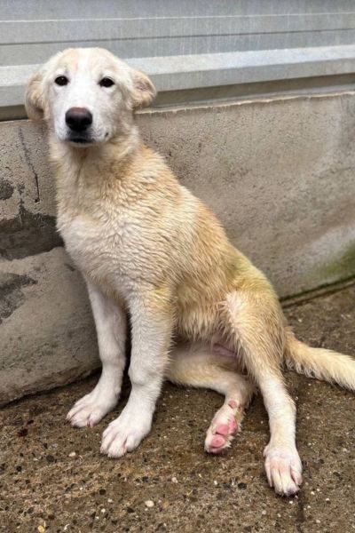 Helle Hündin Perla sitzt im Tierheim und schaut aufmerksam in die Kamera.
