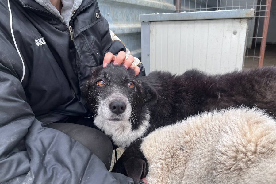 Zuri schaut freundlich in die Kamera.