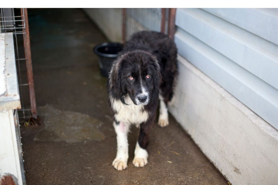 Fienchen schaut schüchtern nach oben in die Kamera