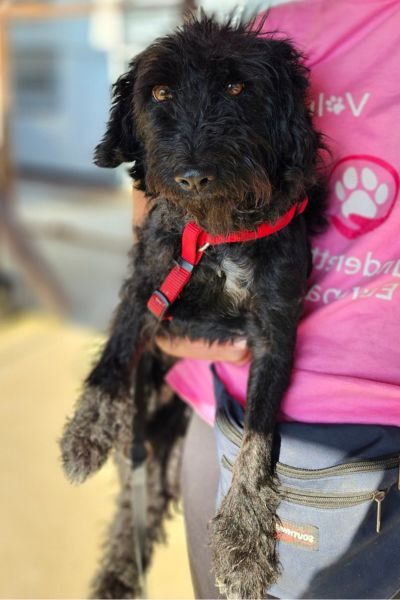 Hündin Freya wird von einer Pflegerin hochgehoben und blickt dabei in die Kamera.