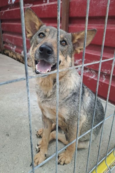 Hündin Abby sitzt hinter dem Gitter ihres Zwingers und schaut neugierig nach draußen.