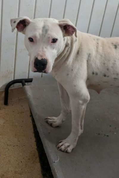 Fritzi steht und blickt nach oben in die Kamera.