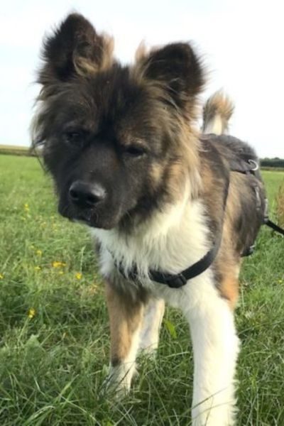 Hund auf der Wiese schaut in die Kamera