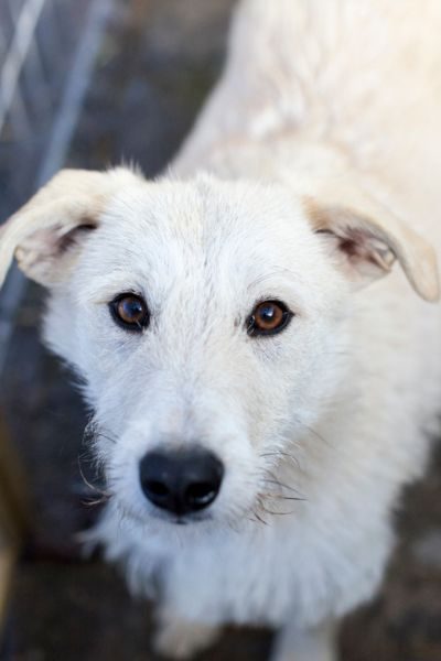 Die weiße Hündin Nanuk schaut hoffnungsvoll in die Kamera